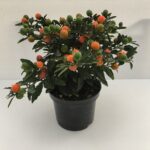 Solanum Pseudocapsicum Ciliegia Di Gerusalemme Megaball