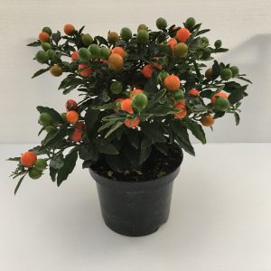 Solanum Pseudocapsicum Ciliegia Di Gerusalemme Megaball
