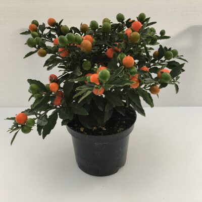 Solanum Pseudocapsicum Ciliegia Di Gerusalemme Megaball