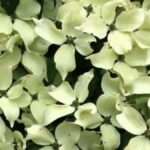 Cornus kousa 'China Girl'