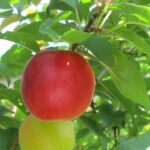 SUSINCOCCO BIRICOCCOLO Prunus x dasycarpa