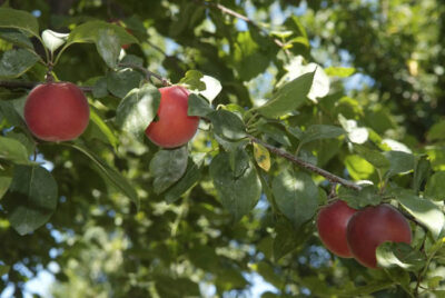 SUSINCOCCO BIRICOCCOLO Prunus x dasycarpa