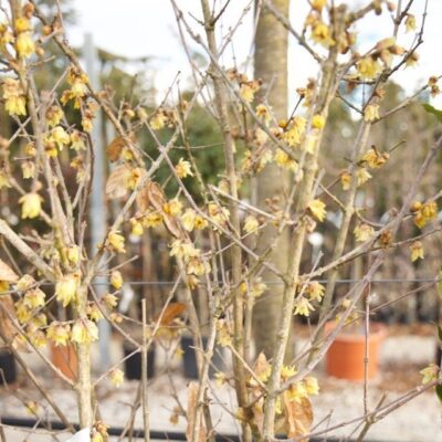 CALICANTO Calycanthus Chimonanthus