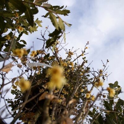 CALICANTO Calycanthus Chimonanthus