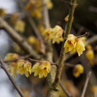 CALICANTO Calycanthus Chimonanthus