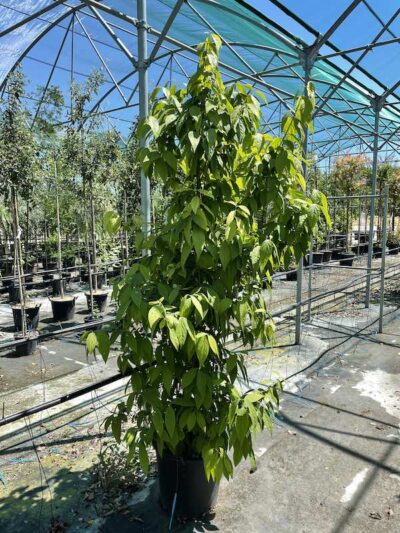 CALICANTO Calycanthus Chimonanthus