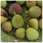FICO DELLA SIGNORA - Ficus Carica