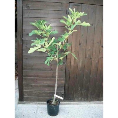 FICO DELLA SIGNORA - Ficus Carica