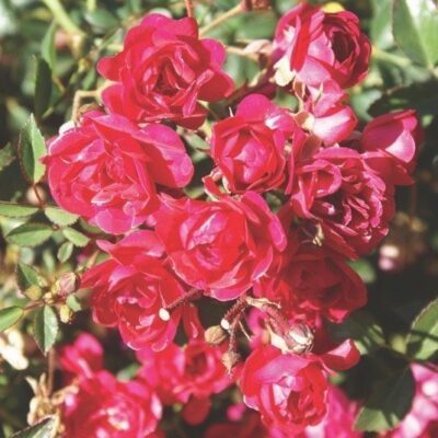 ROSA FAIRY QUEEN