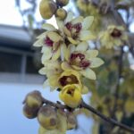 Fiori di Chimonanthus praecox - Vivai Frappetta