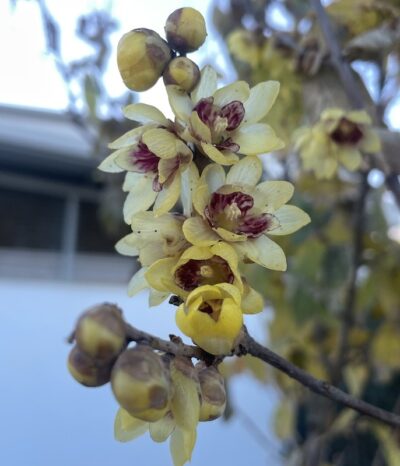 Fiori di Chimonanthus praecox - Vivai Frappetta