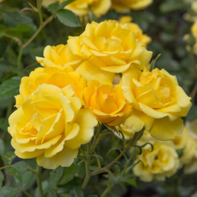 ROSA RAYON DE SOLEIL
