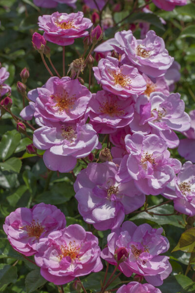 ROSA LOUIS BLERIOT o LAVENDER MEIDILAND
