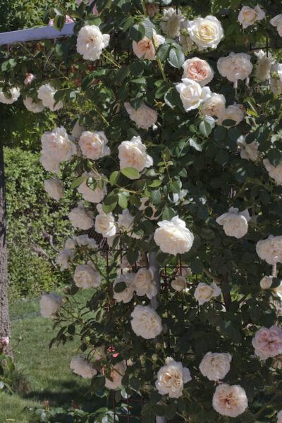 ROSA MON JARDIN & MA MAISON GPT