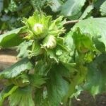 NOCCIOLO TONDA GENTILE DELLE LANGHE