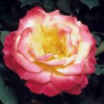 ROSA CHARLESTON
