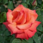 ROSA CHRISTOPHE COLOMB