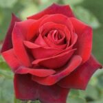 ROSA EDITH PIAF GPT