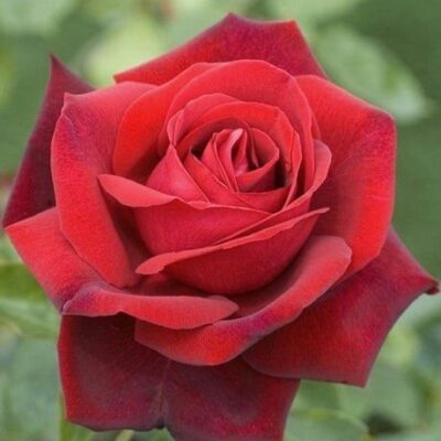 ROSA EDITH PIAF GPT