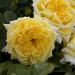 ROSA NADIA MEILLANDECOR