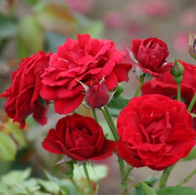 ROSA NINA WEIBULL