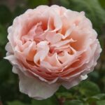 ROSA PRINCESSE CHARLENE DE MONACO