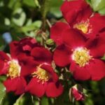 ROSA ROUGE MEILLANDECOR