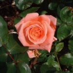 ROSA SONIA