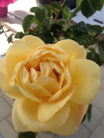 ROSA ARTHUR BELL - immagine 2