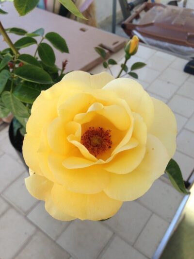 ROSA ARTHUR BELL - immagine 4