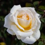 Rosa Christophe Dechavanne Meibarbaru