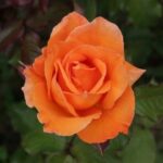 ROSA DORIS TYSTERMAN