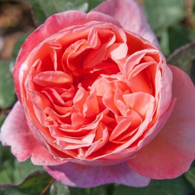 Rosa Mademoiselle MEILLAND® Meinostair