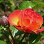 ROSA RUMBA