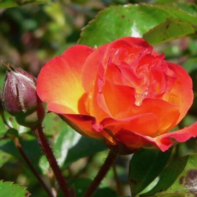 ROSA RUMBA