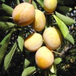 SUSINO BIANCADURA