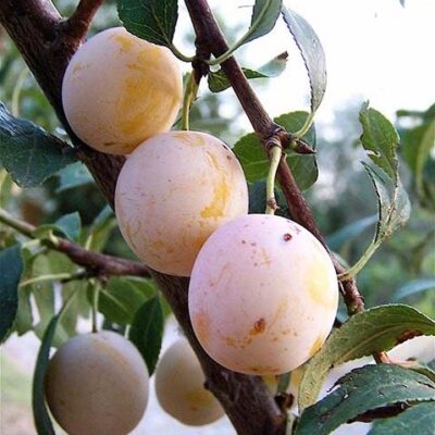 SUSINO MIRABELLE