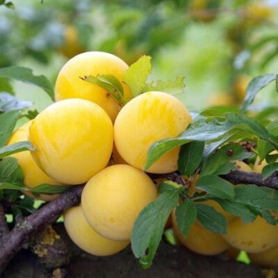 SUSINO REGINA CLAUDIA