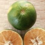 Citrus tangelo MAPO