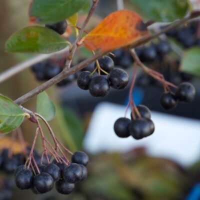 ARONIA MELANOCARPA