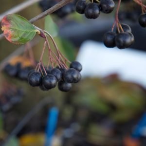 ARONIA MELANOCARPA