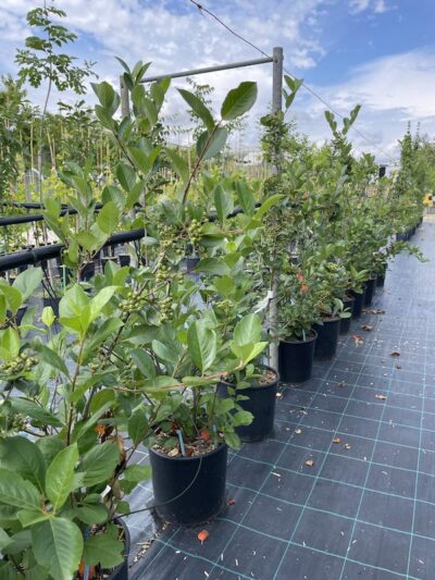 Aronia melanocarpa 'Hugin' CL9