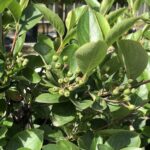 Aronia melanocarpa - frutti a metà giugno