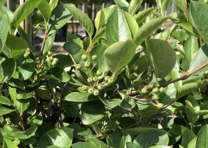 Aronia melanocarpa - frutti a metà giugno