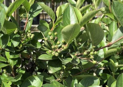 Aronia melanocarpa - frutti a metà giugno
