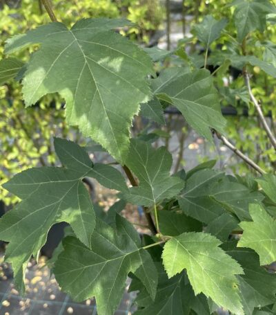 Foglie di Sorbus torminalis SORBO CIAVARDELLO
