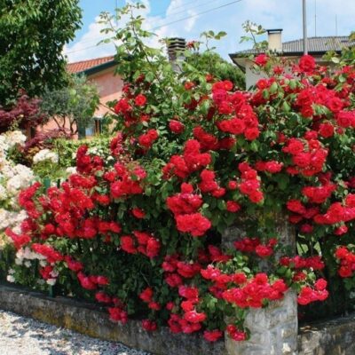 ROSA SCARLET MDECOR