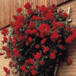 ROSA SCARLET MDECOR