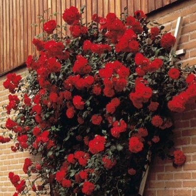 ROSA SCARLET MDECOR