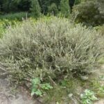 Salix repens SALICE STRISCIANTE